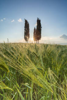 Ährenfelder und Zypressen in den sanften grünen Hügeln des Val d'Orcia, UNESCO-Weltkulturerbe, Provinz Siena, Toskana, Italien, Europa - RHPLF08278