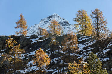 Red larches frame the snowy peaks, Malenco Valley, Province of Sondrio, Valtellina, Lombardy, Italy, Europe - RHPLF08283