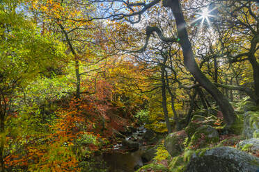 Bäume über dem Burbage-Bach im Herbst im Peak District-Nationalpark, England, Europa - RHPLF08333