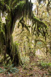Hall of Mosses rainforest, Olympic National Park, UNESCO World Heritage Site, Washington State, United States of America, North America - RHPLF08343