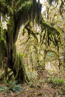 Hall of Mosses Regenwald, Olympic National Park, UNESCO-Weltkulturerbe, Bundesstaat Washington, Vereinigte Staaten von Amerika, Nordamerika - RHPLF08343