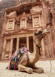Camel in front of The Treasury (Al-Khazneh), Petra, UNESCO World Heritage Site, Ma'an Governorate, Jordan, Middle East - RHPLF08411