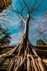 Angkor Wat-Tempel, Angkor, UNESCO-Weltkulturerbe, Siem Reap, Kambodscha, Indochina, Südostasien, Asien - RHPLF08544