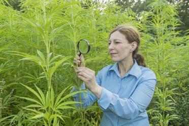 Frau mit Lupe bei der Untersuchung einer Hanfpflanze in einer Hanfplantage - AHSF00766
