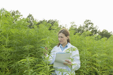 Wissenschaftlerin macht sich Notizen in einer Hanfplantage - AHSF00771