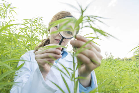 Wissenschaftler mit Lupe bei der Untersuchung einer Hanfpflanze in einer Hanfplantage, lizenzfreies Stockfoto