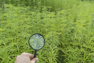 Hand holding magnifying glass in hemp plantation - AHSF00785