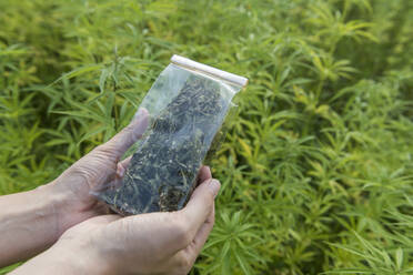 Female hands holding plastic bag of hemp tea in a hemp plantation - AHSF00802