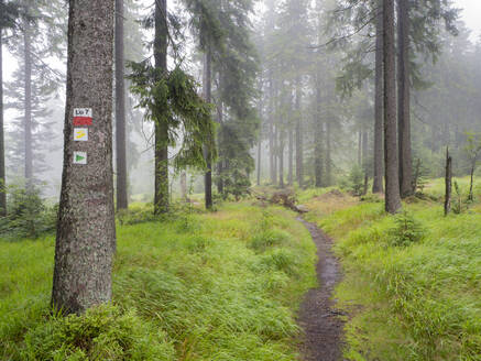 Landschaftliche Ansicht von Bäumen im Bayerischen Wald bei nebligem Wetter, Deutschland - HUSF00077