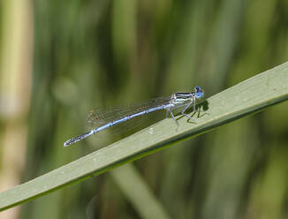 Nahaufnahme einer blauen Adonislibelle auf einem Blatt, - SIEF08959