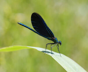 Close-up of blue-winged demoiselle on leaf, Bavaria, Germany - SIEF08962