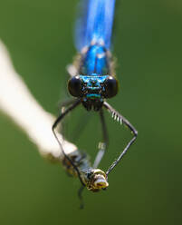 Porträt der Blauflügeligen Ödlandschrecke auf einem Zweig, Bayern, Deutschland - SIEF08963