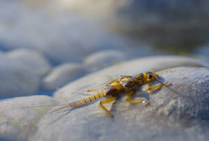 Larve einer Steinfliege auf einem Stein im flachen Wasser der Isar, Bayern, Deutschland - SIEF08969