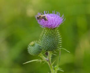 Nahaufnahme einer Honigbiene bei der Bestäubung der Gemeinen Distel, Bayern, Deutschland - SIEF08970