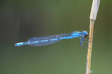 Close-up of common cupid male eating on plant stem, Bavaria, Germany - SIEF08971