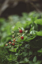 Kleine Walderdbeeren am Strauch - JOHF00004