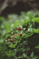 Small wild strawberries on bush - JOHF00004