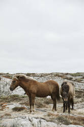 Zwei Pferde auf Felsen - JOHF00038