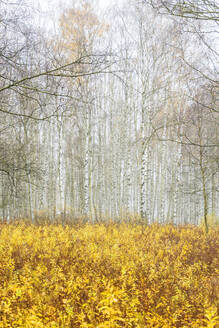 Birkenwald im Herbst - JOHF00040