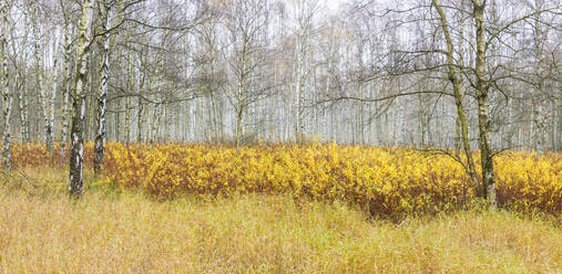Birkenwald im Herbst - JOHF00041