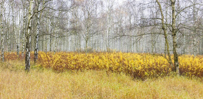 Birkenwald im Herbst - JOHF00041