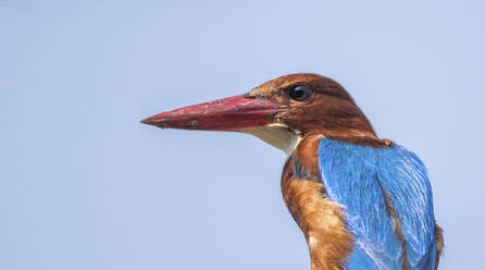 Kingfisher - JOHF00113