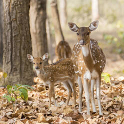 Rehe im Wald - JOHF00114