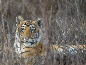 Tiger schaut in die Kamera - JOHF00124