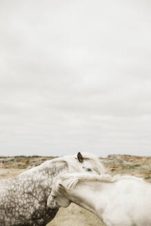 Zwei Pferde an der Meeresküste - JOHF00136