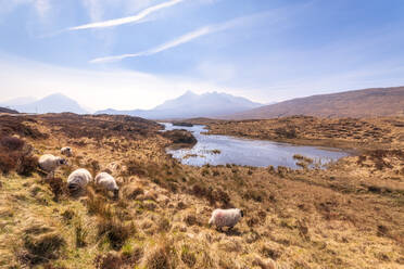 Schafe auf der Weide mit den Cuillin-Bergen im Hintergrund, Isle of Skye, Highlands, Schottland, UK - SMAF01506