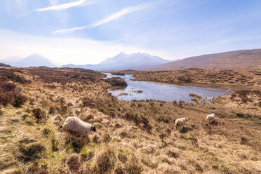 Schafe auf dem Land mit den Cuillin-Bergen im Hintergrund auf der Isle of Skye, Highlands, Schottland, UK - SMAF01509