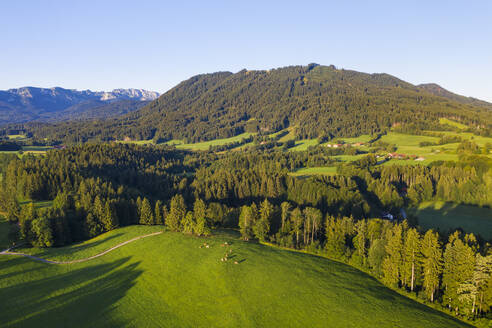 Luftaufnahme von Kuhweide und Wald bei Wackersberg, Isarwinkel, Oberbayern, Bayern, Deutschland - SIEF08992