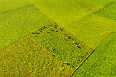 Luftaufnahme von Kühen auf der Weide, bei Königsdorf, Tölzer Land, Oberbayern, Bayern, Deutschland - SIEF08994