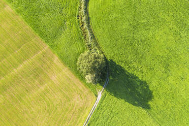 Aerial view of tree and path on meadow at Bichl, Upper Bavaria, Bavaria, Germany - SIEF08996