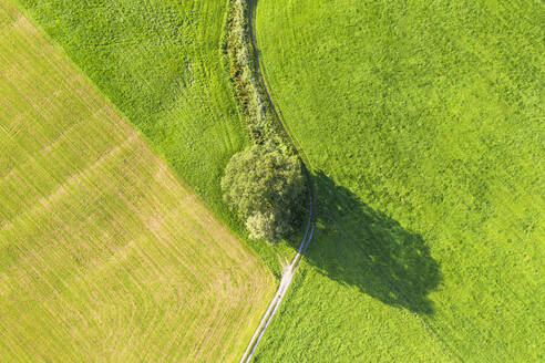 Luftaufnahme von Baum und Weg auf Wiese bei Bichl, Oberbayern, Bayern, Deutschland - SIEF08996