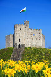 Normannischer Bergfried und Narzissen, Cardiff Castle, Cardiff, Wales, Vereinigtes Königreich, Europa - RHPLF08667