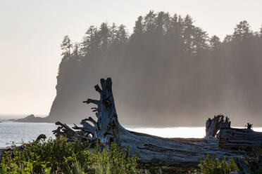 Treibholz am Strand von La Push an der pazifischen Nordwestküste, Staat Washington, Vereinigte Staaten von Amerika, Nordamerika - RHPLF08683