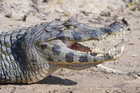 Yacare-Kaiman (Caiman yacare), Pantanal, Mato Grosso, Brasilien, Südamerika - RHPLF08712