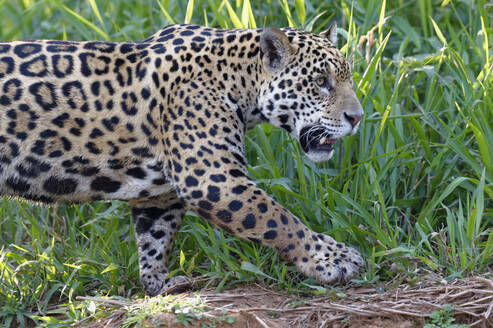 Junger Jaguar (Panthera onca) am Flussufer, Cuiaba Fluss, Pantanal, Mato Grosso, Brasilien, Südamerika - RHPLF08713