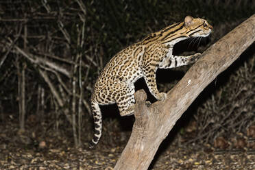 Ozelot (Leopardus pardalis) bei Nacht, Pantanal, Mato Grosso, Brasilien, Südamerika - RHPLF08714