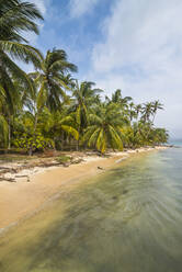 Beautiful palm fringed beach, Achutupu, San Blas Islands, Kuna Yala, Panama, Central America - RHPLF08730