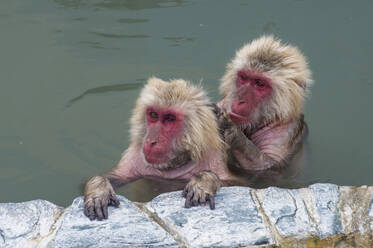 Badende Affen, Hakodate, Hokkaido, Japan, Asien - RHPLF08738