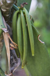 Close up of vanilla plants on a vanilla plantation (Vanilla planifolia), Ouvea, Loyalty Islands, New Caledonia, Pacific - RHPLF08752