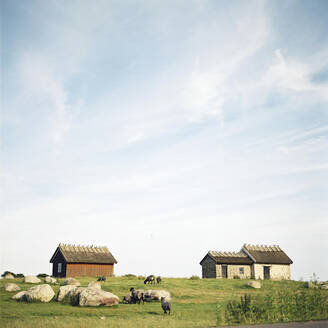 Schafe auf der Weide auf Oland, Schweden - FOLF10380