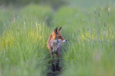 Fuchs auf der Wiese - FOLF10398