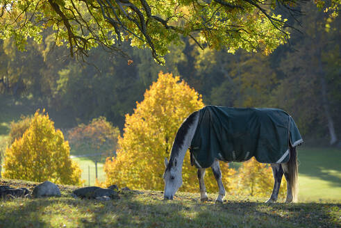 Mit einer Decke bedecktes Pferd beim Grasen auf einer Wiese - FOLF10402