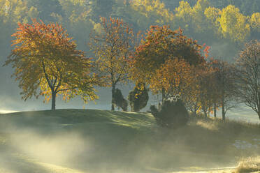 Wald im Morgennebel - FOLF10405