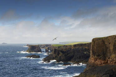 Felsenküste auf den Shetland-Inseln, Vereinigtes Königreich - FOLF10408