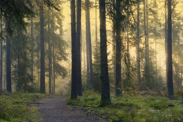 Fußweg im Wald - FOLF10412