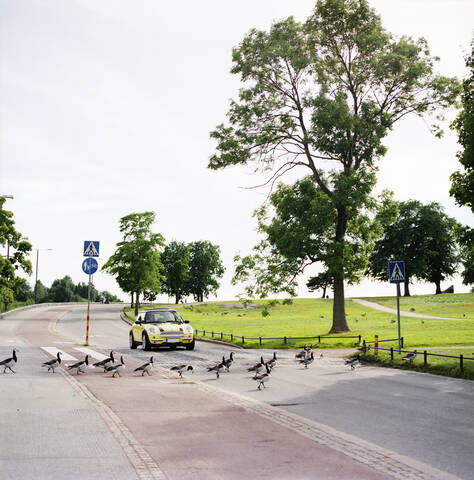 Enten beim Überqueren der Straße in Helsinki, Finnland, lizenzfreies Stockfoto